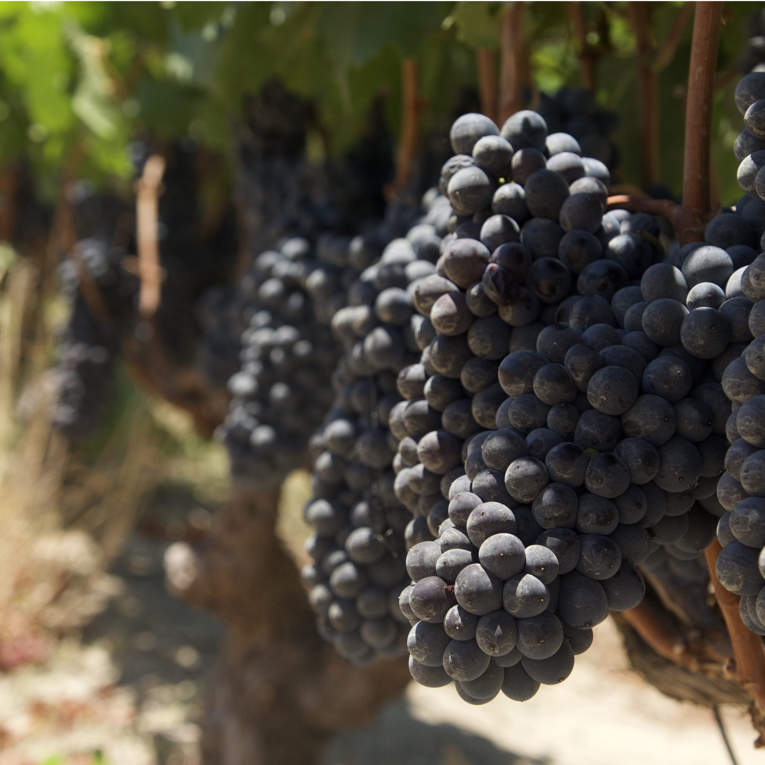 LA ROUTE DES VINS